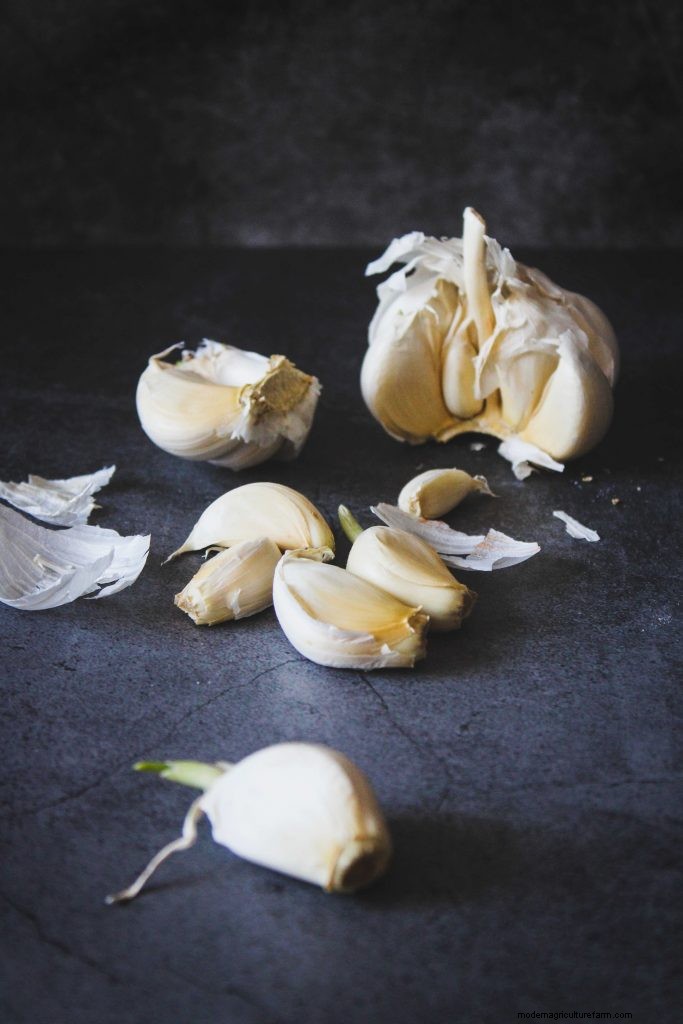 Grow Garlic: A Simple Step-by-Step Guide for Beginners