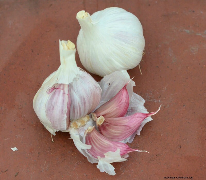 Grow Garlic: A Simple Step-by-Step Guide for Beginners