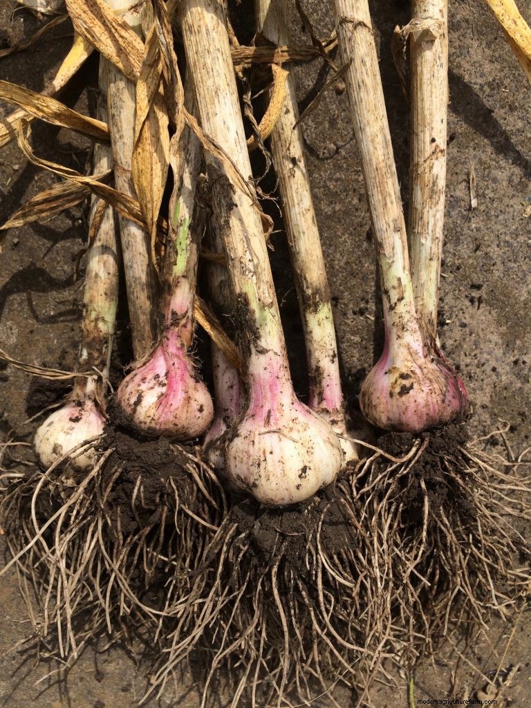 Grow Garlic: A Simple Step-by-Step Guide for Beginners