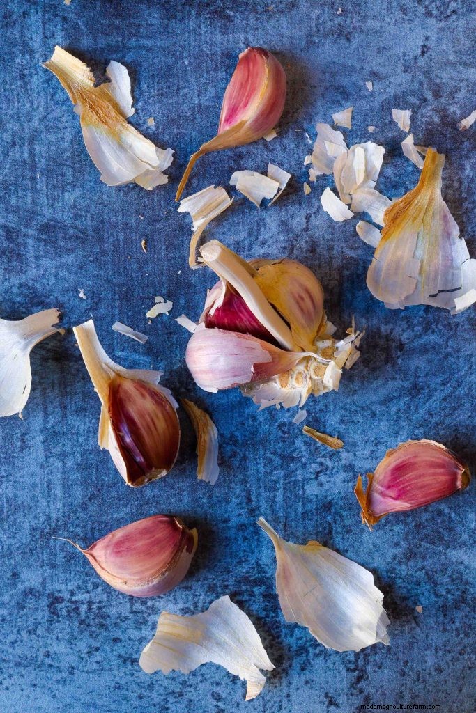 Grow Garlic: A Simple Step-by-Step Guide for Beginners