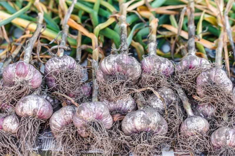 Grow Garlic: A Simple Step-by-Step Guide for Beginners