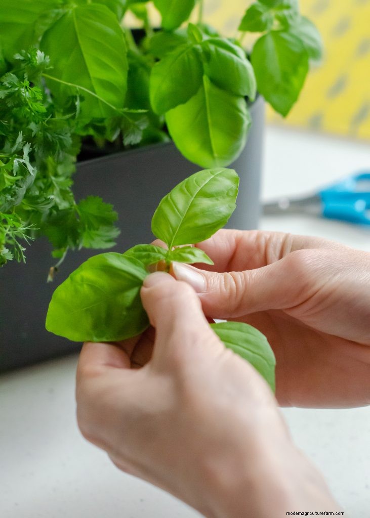 Grow Garlic: A Simple Step-by-Step Guide for Beginners