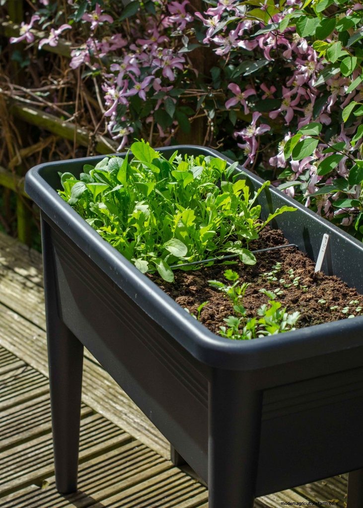 Grow Garlic: A Simple Step-by-Step Guide for Beginners