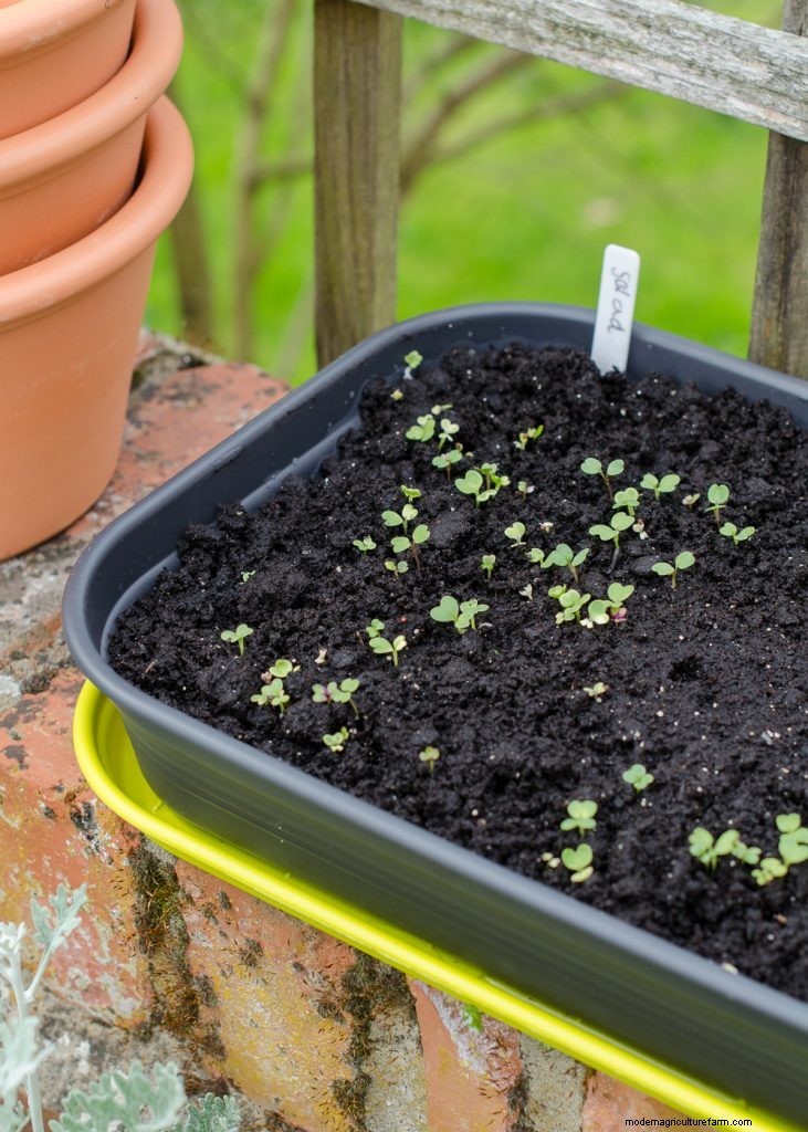 Grow Garlic: A Simple Step-by-Step Guide for Beginners