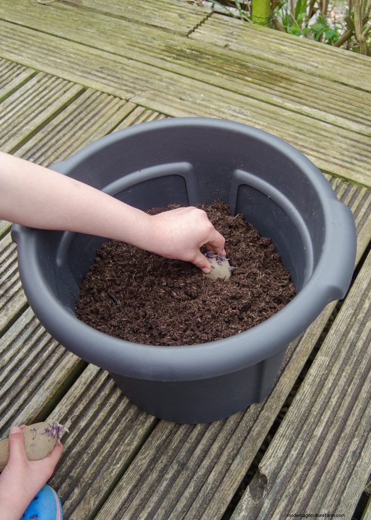 Grow Garlic: A Simple Step-by-Step Guide for Beginners