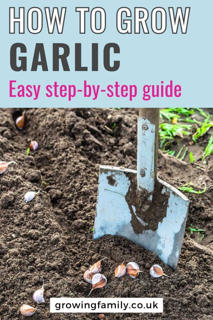 Grow Garlic: A Simple Step-by-Step Guide for Beginners
