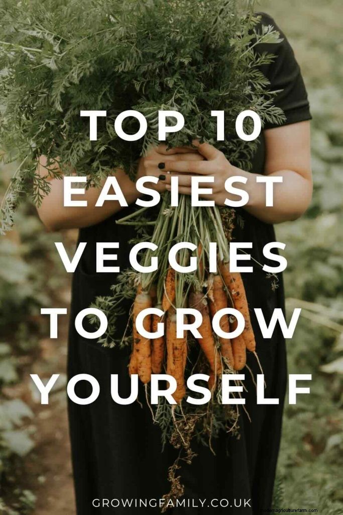 Beginner s Guide: 10 Easiest Vegetables to Grow at Home