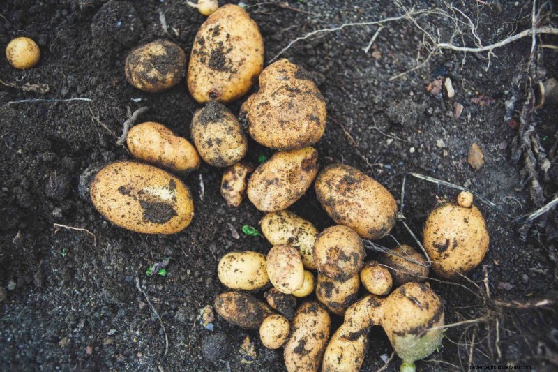 Beginner s Guide: 10 Easiest Vegetables to Grow at Home