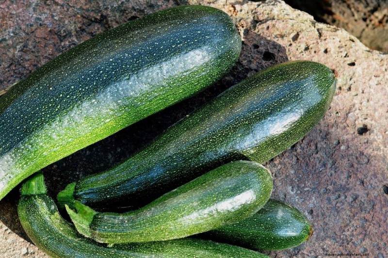 Beginner s Guide: 10 Easiest Vegetables to Grow at Home