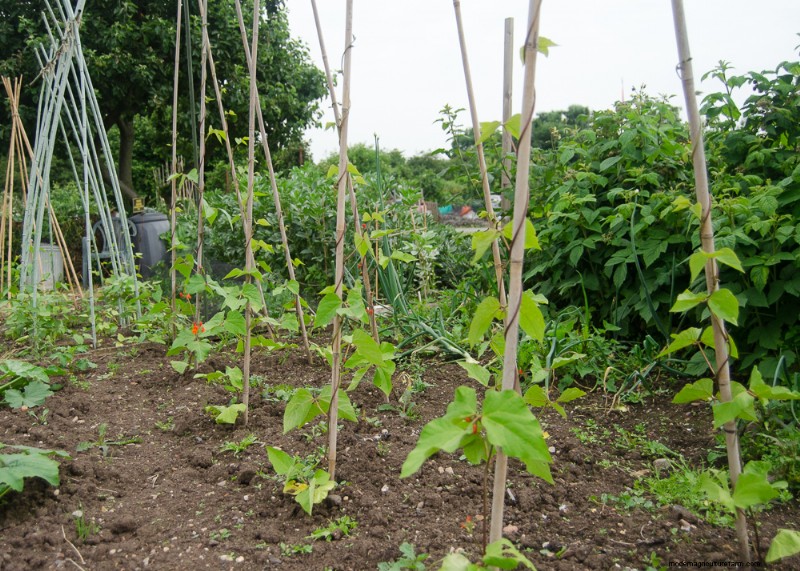 Beginner s Guide: 10 Easiest Vegetables to Grow at Home