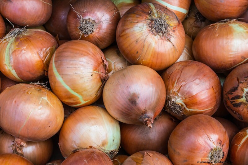 Beginner s Guide: 10 Easiest Vegetables to Grow at Home