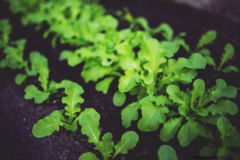 Beginner s Guide: 10 Easiest Vegetables to Grow at Home