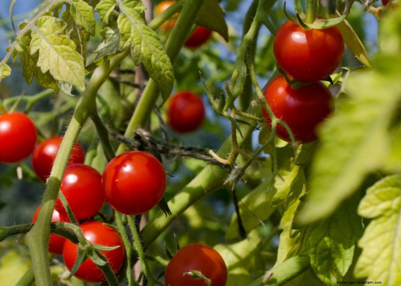 Beginner s Guide: 10 Easiest Vegetables to Grow at Home