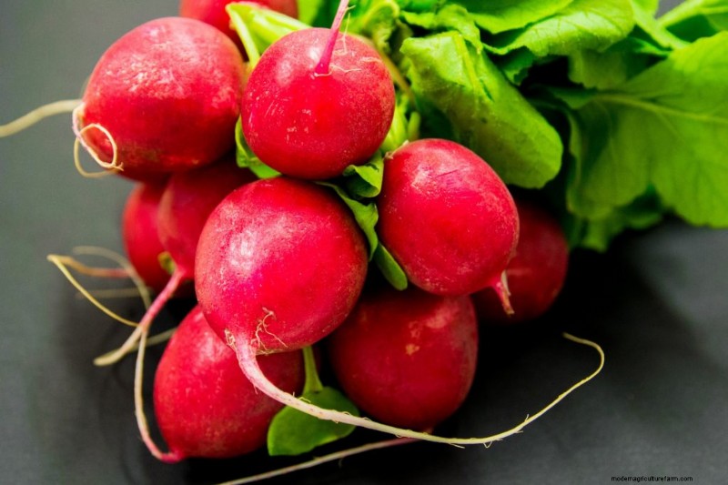 Beginner s Guide: 10 Easiest Vegetables to Grow at Home