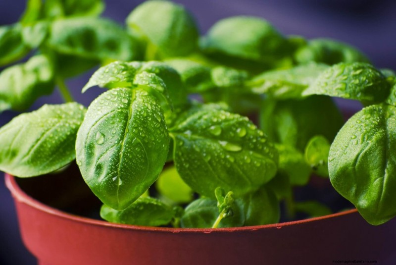 Beginner s Guide: 10 Easiest Vegetables to Grow at Home