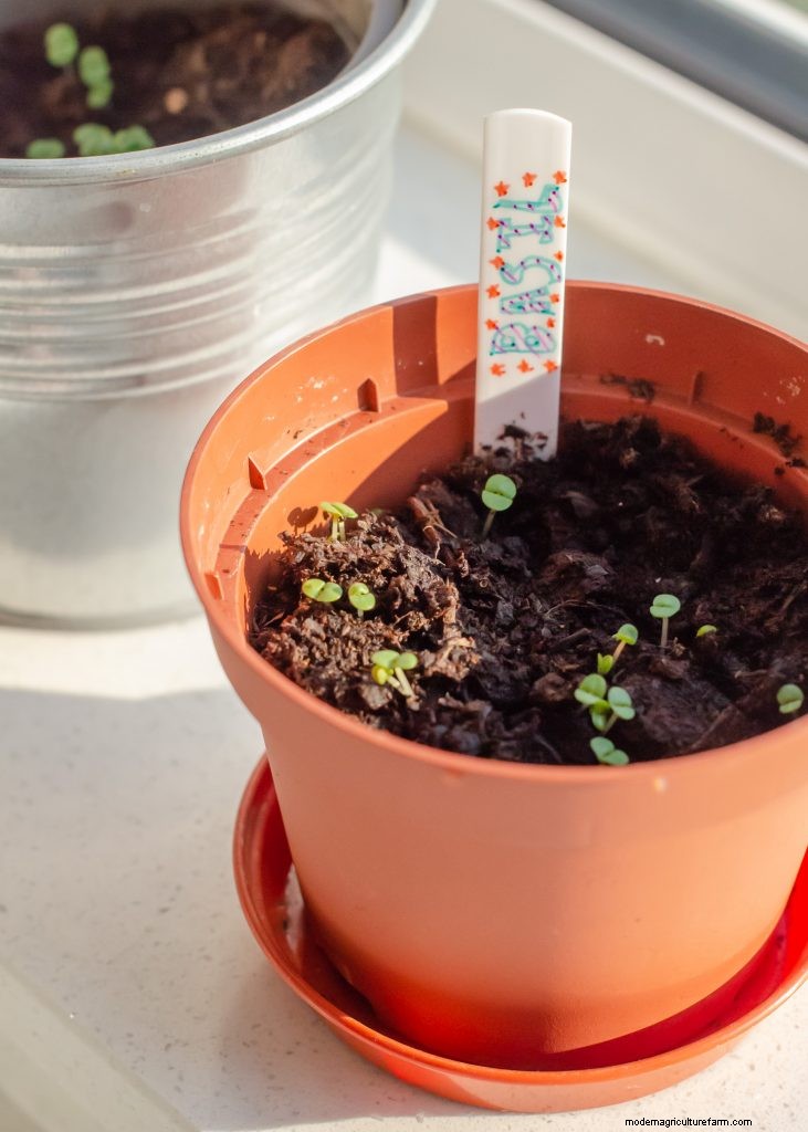 Beginner s Guide: 10 Easiest Vegetables to Grow at Home