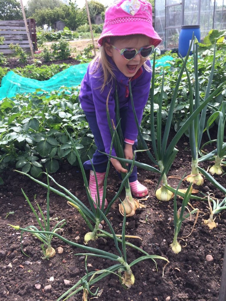 Beginner s Guide: 10 Easiest Vegetables to Grow at Home
