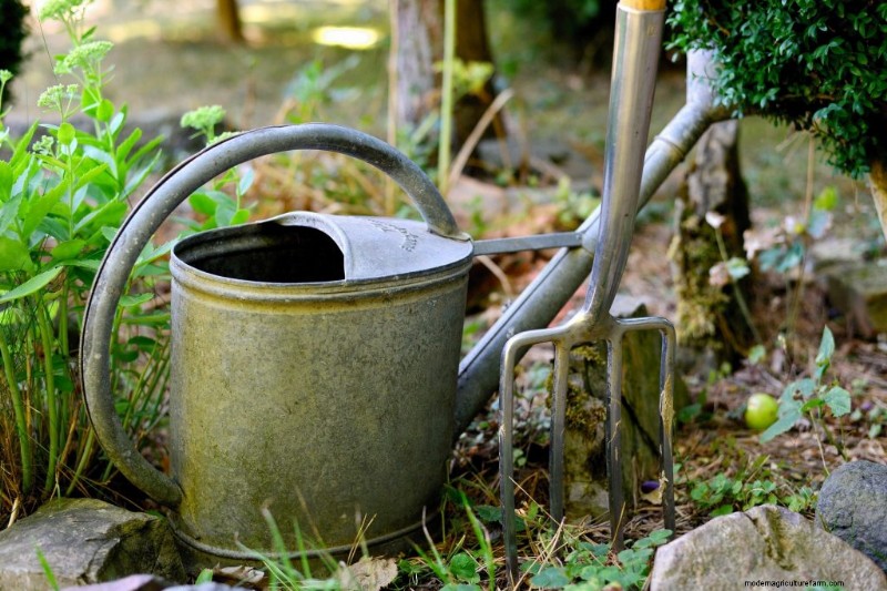Beginner s Guide: 10 Easiest Vegetables to Grow at Home