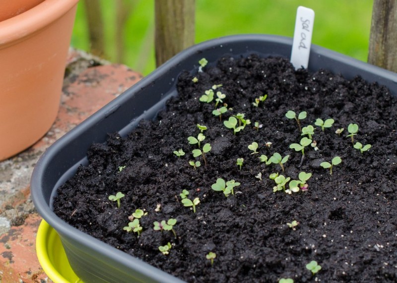 Beginner s Guide: 10 Easiest Vegetables to Grow at Home
