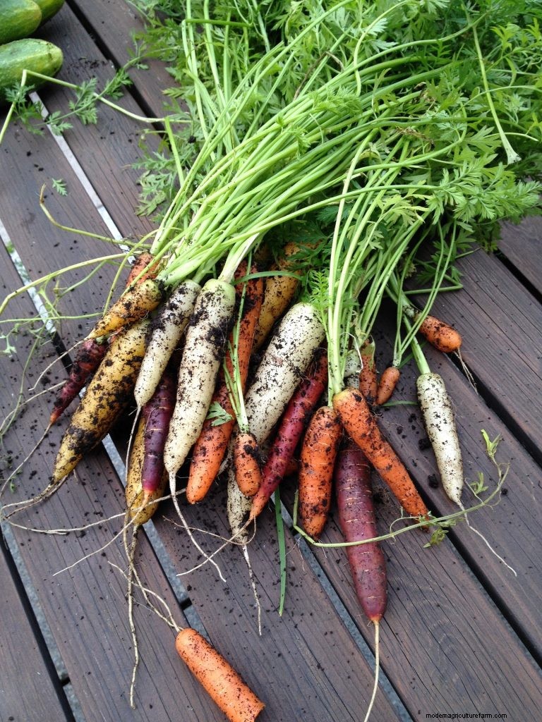 Beginner s Guide: 10 Easiest Vegetables to Grow at Home