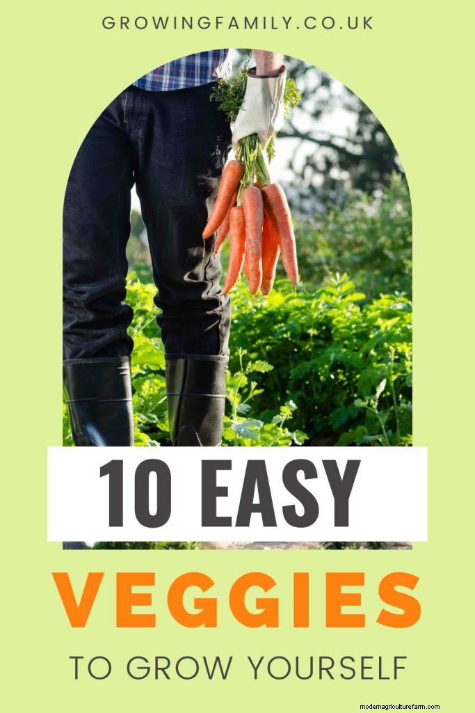 Beginner s Guide: 10 Easiest Vegetables to Grow at Home
