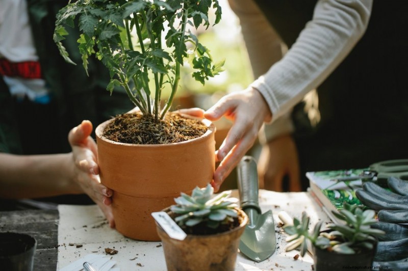 Grow Your Own Food: Save Money & Boost Health with Vegetable Gardening