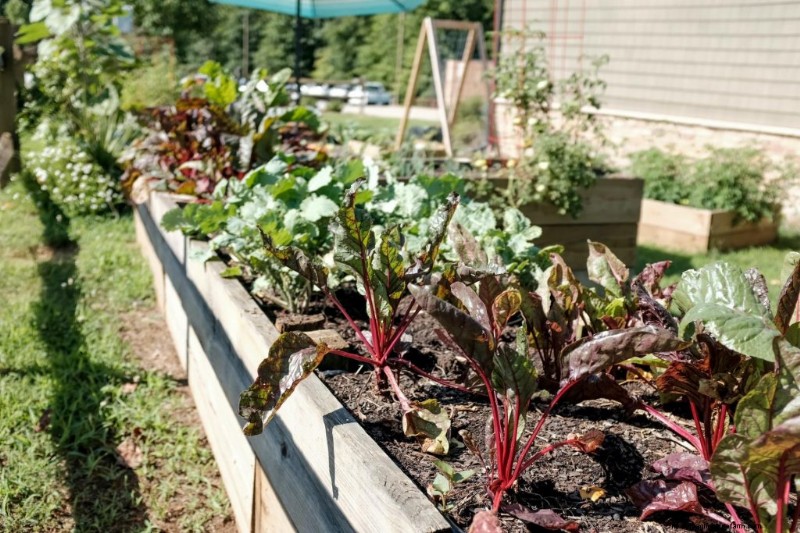 Grow Your Own Food: Save Money & Boost Health with Vegetable Gardening