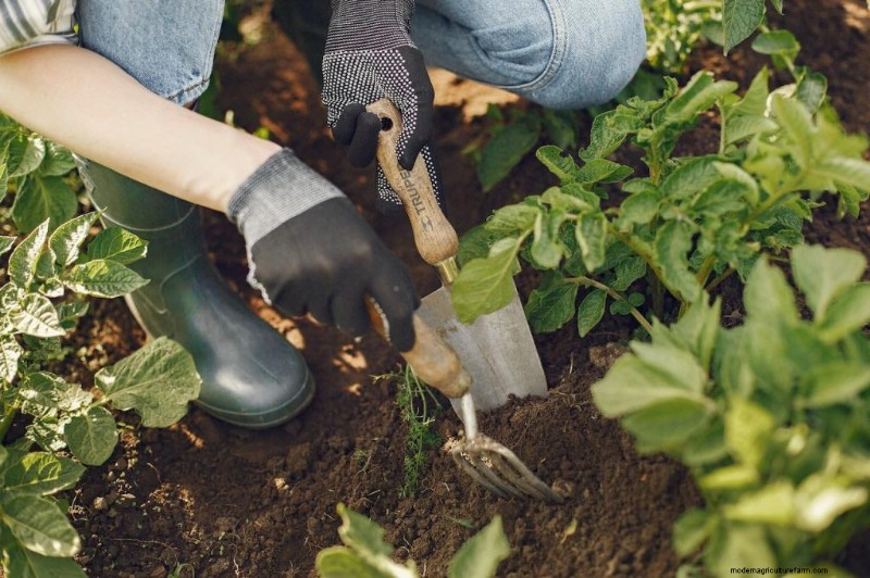 Grow Your Own Food: Save Money & Boost Health with Vegetable Gardening