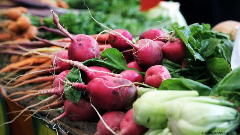 Grow Your Own Food: Save Money & Boost Health with Vegetable Gardening