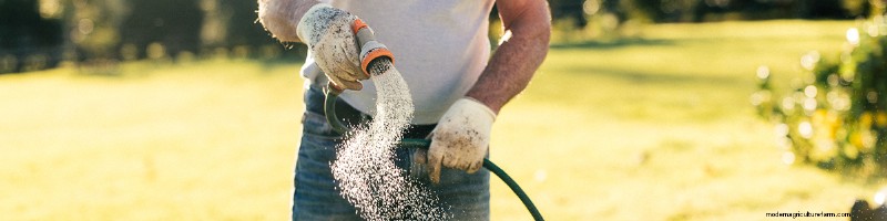 New Lawn Care: A Guide to Healthy Growth in New Zealand