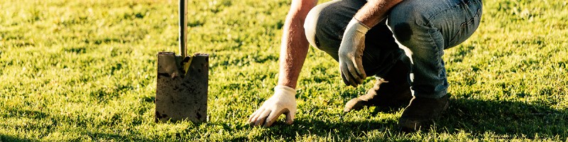 Lawn Problems: Identification & Solutions for a Healthy NZ Lawn