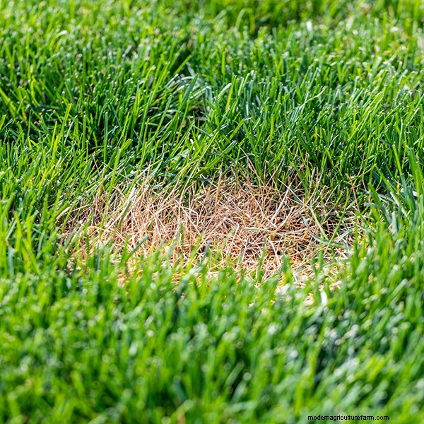 Lawn Fungal Diseases: Identification, Treatment & Prevention