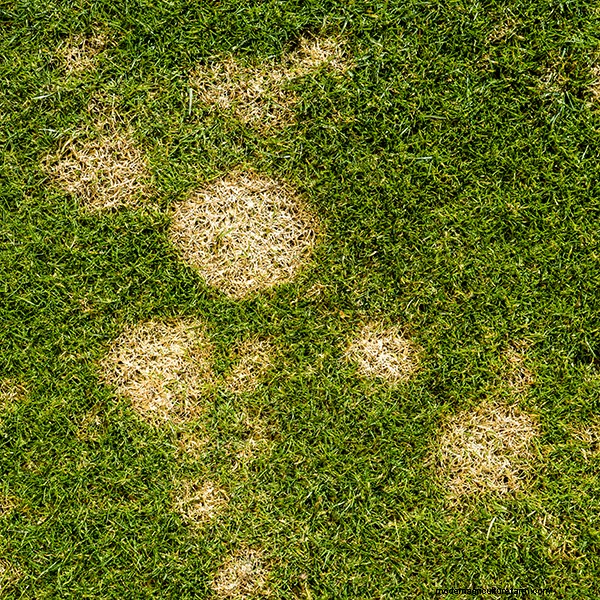 Lawn Fungal Diseases: Identification, Treatment & Prevention