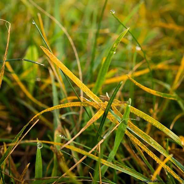 Lawn Fungal Diseases: Identification, Treatment & Prevention