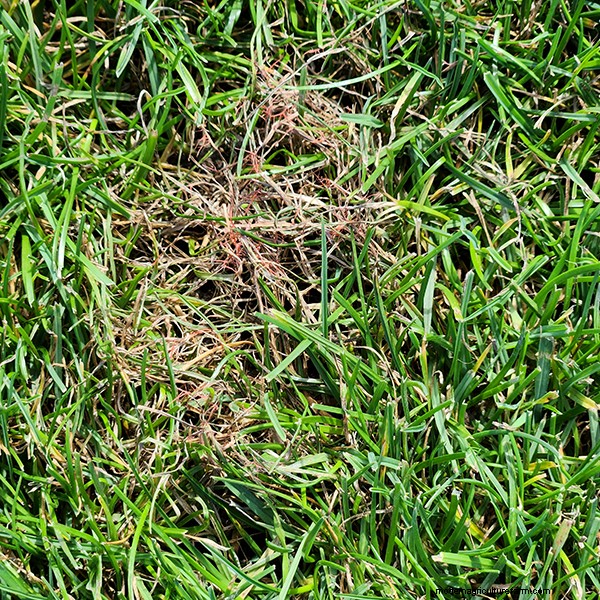 Lawn Fungal Diseases: Identification, Treatment & Prevention