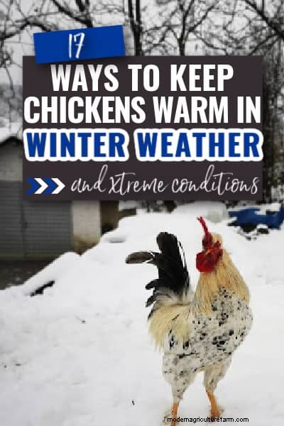 Winter Chicken Care: 17 Expert Tips to Keep Your Flock Warm