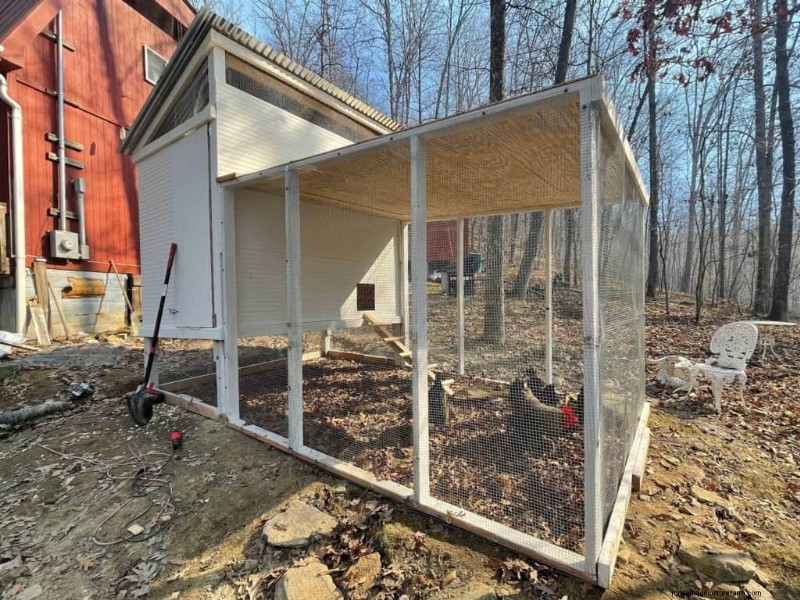Winter Chicken Care: 17 Expert Tips to Keep Your Flock Warm
