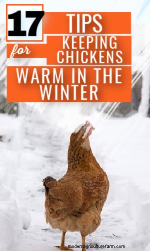 Winter Chicken Care: 17 Expert Tips to Keep Your Flock Warm