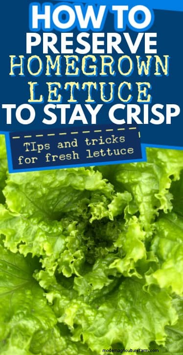 Extend Freshness: Proven Methods for Storing Homegrown Lettuce