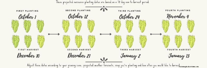 Extend Freshness: Proven Methods for Storing Homegrown Lettuce