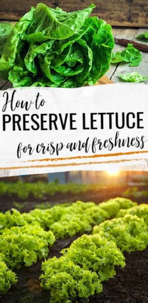 Extend Freshness: Proven Methods for Storing Homegrown Lettuce