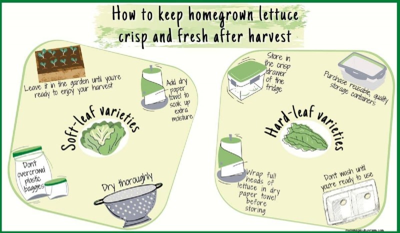Extend Freshness: Proven Methods for Storing Homegrown Lettuce