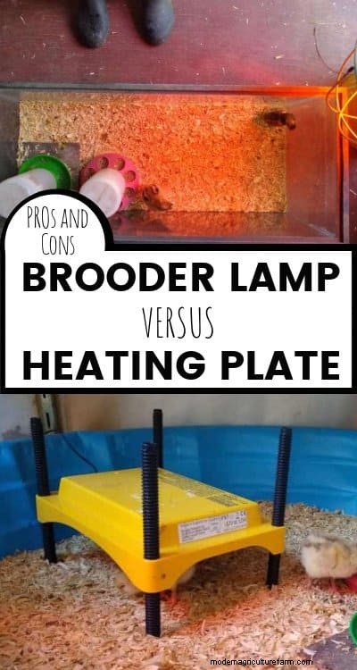 Heat Plates vs. Heat Lamps for Brooders: A Comprehensive Comparison