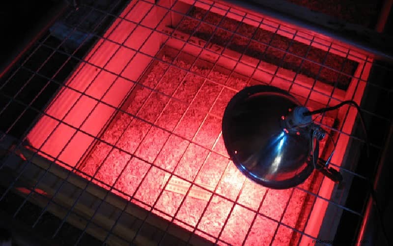 Heat Plates vs. Heat Lamps for Brooders: A Comprehensive Comparison