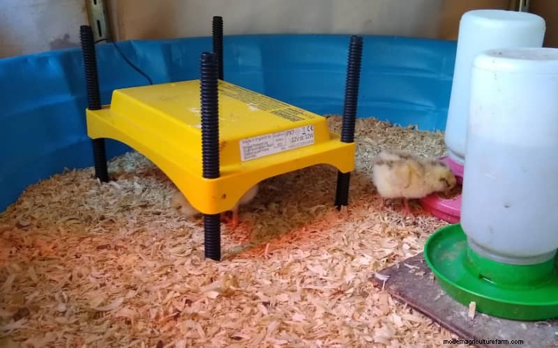 Heat Plates vs. Heat Lamps for Brooders: A Comprehensive Comparison