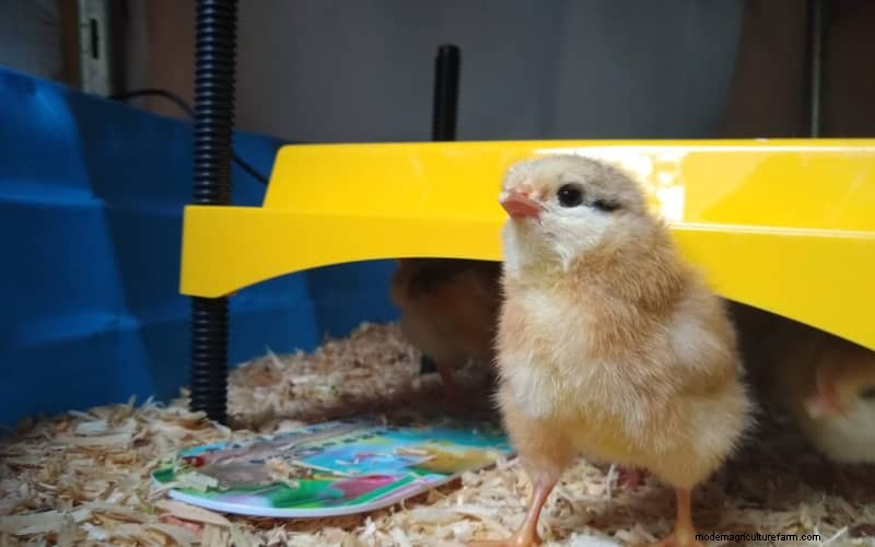 Heat Plates vs. Heat Lamps for Brooders: A Comprehensive Comparison