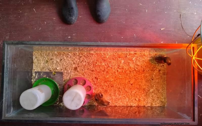 Heat Plates vs. Heat Lamps for Brooders: A Comprehensive Comparison