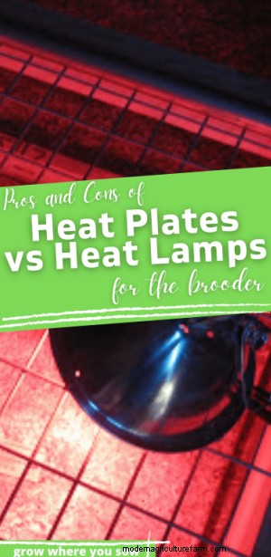 Heat Plates vs. Heat Lamps for Brooders: A Comprehensive Comparison
