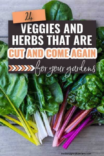 Cut and Come Again Crops: Enjoy Continuous Harvests in Your Garden