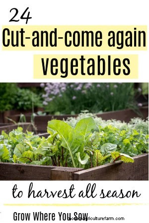 Cut and Come Again Crops: Enjoy Continuous Harvests in Your Garden